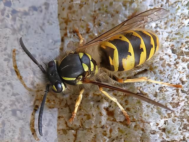 Wasps Nest Removal Services Hull