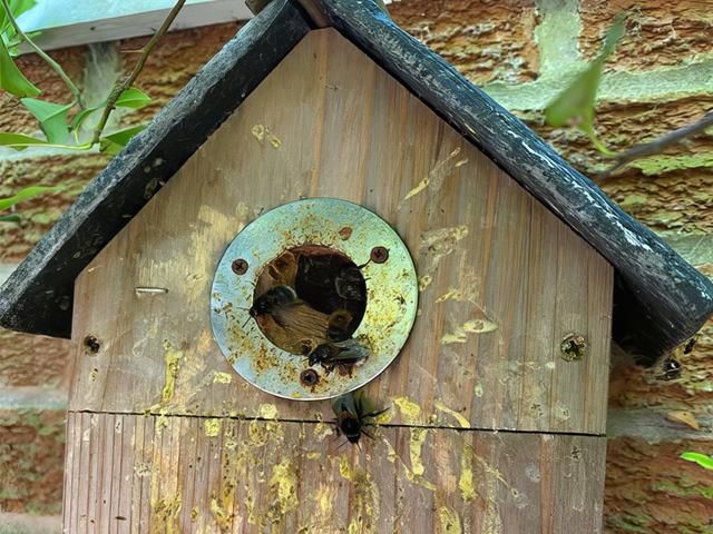 Bee Swarm Removal Services Hull