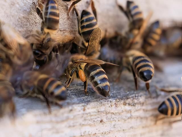 Bee Swarm Removal Services Hull