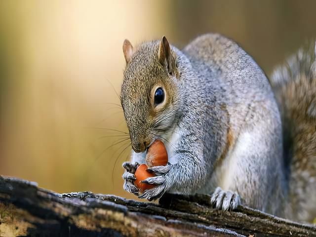 Grey Squirrel Pest Control Services Hull