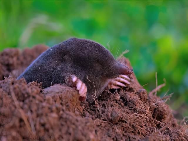 Mole Pest Control Services Hull