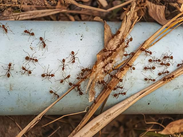 Ant Removal Services Hull