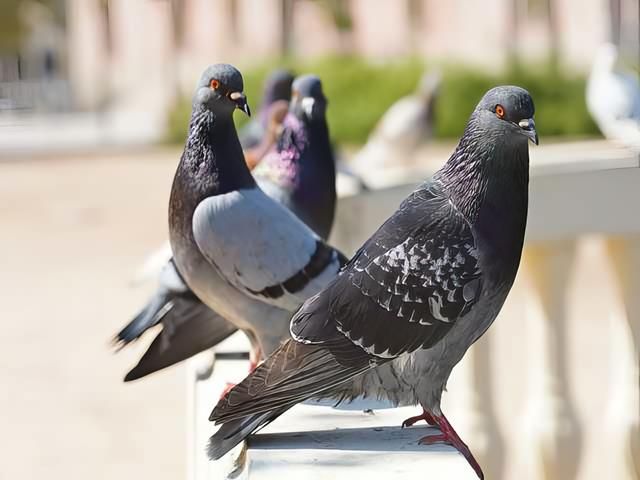 Pigeon Pest Control Services Hull
