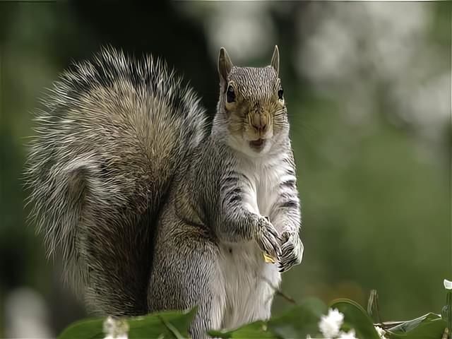 Grey Squirrel Pest Control Services Hull
